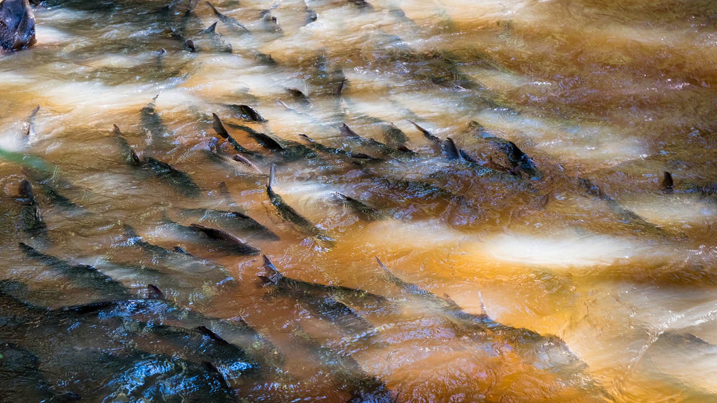 Itaipu, 50 anos: mitos superados
