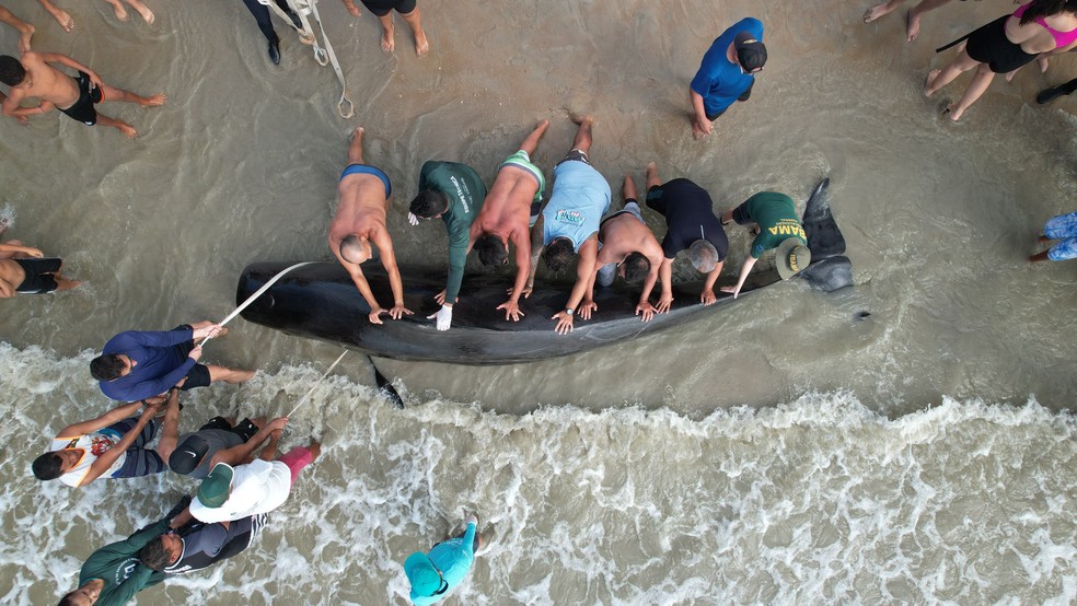 Cinco baleias-piloto morreram encalhadas em praia do RN — Foto: Ricardo Morais/Uern