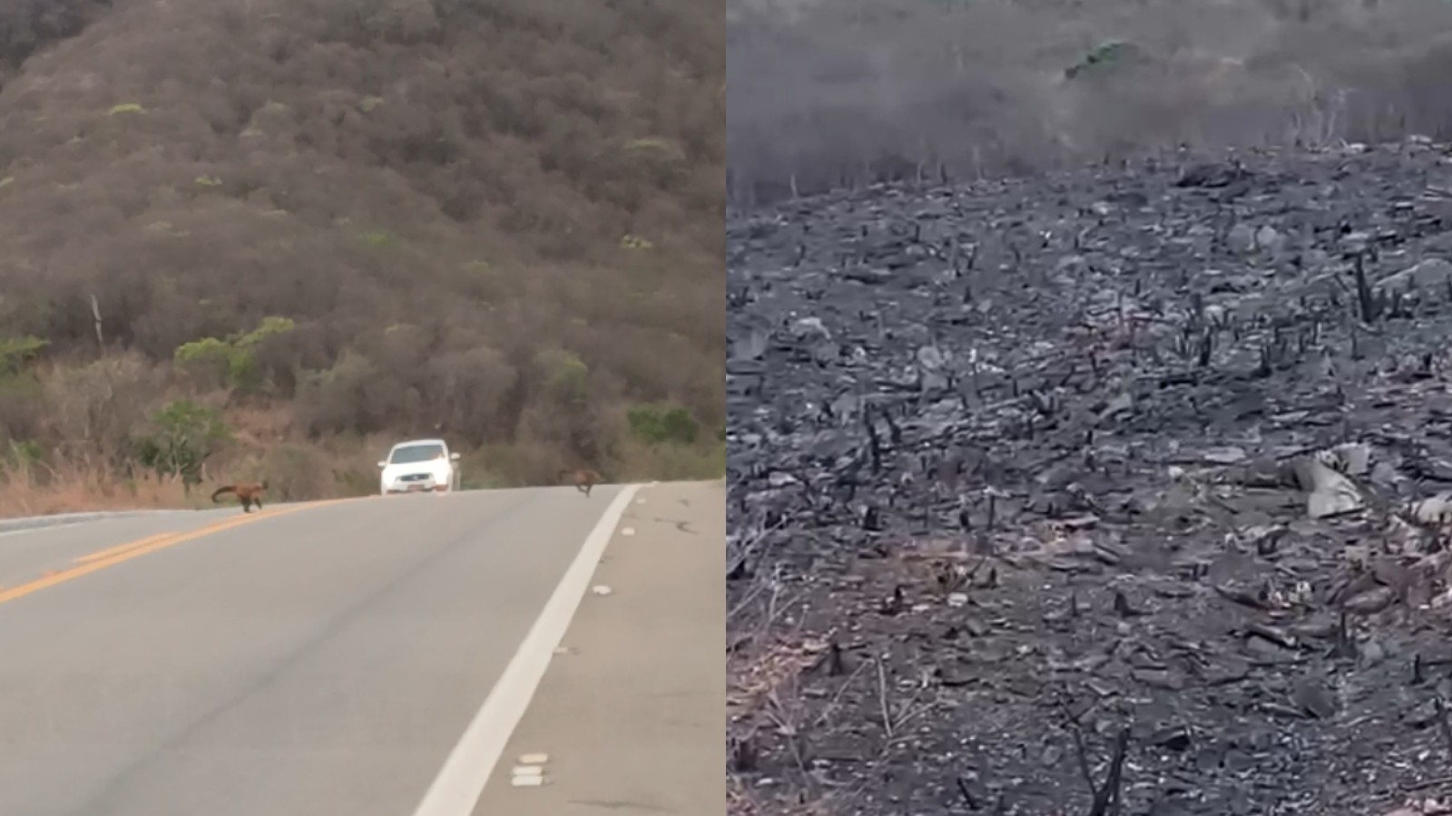 Vídeo: Motoristas flagram bando de macacos atravessando estrada após incêndio no interior do Ceará
