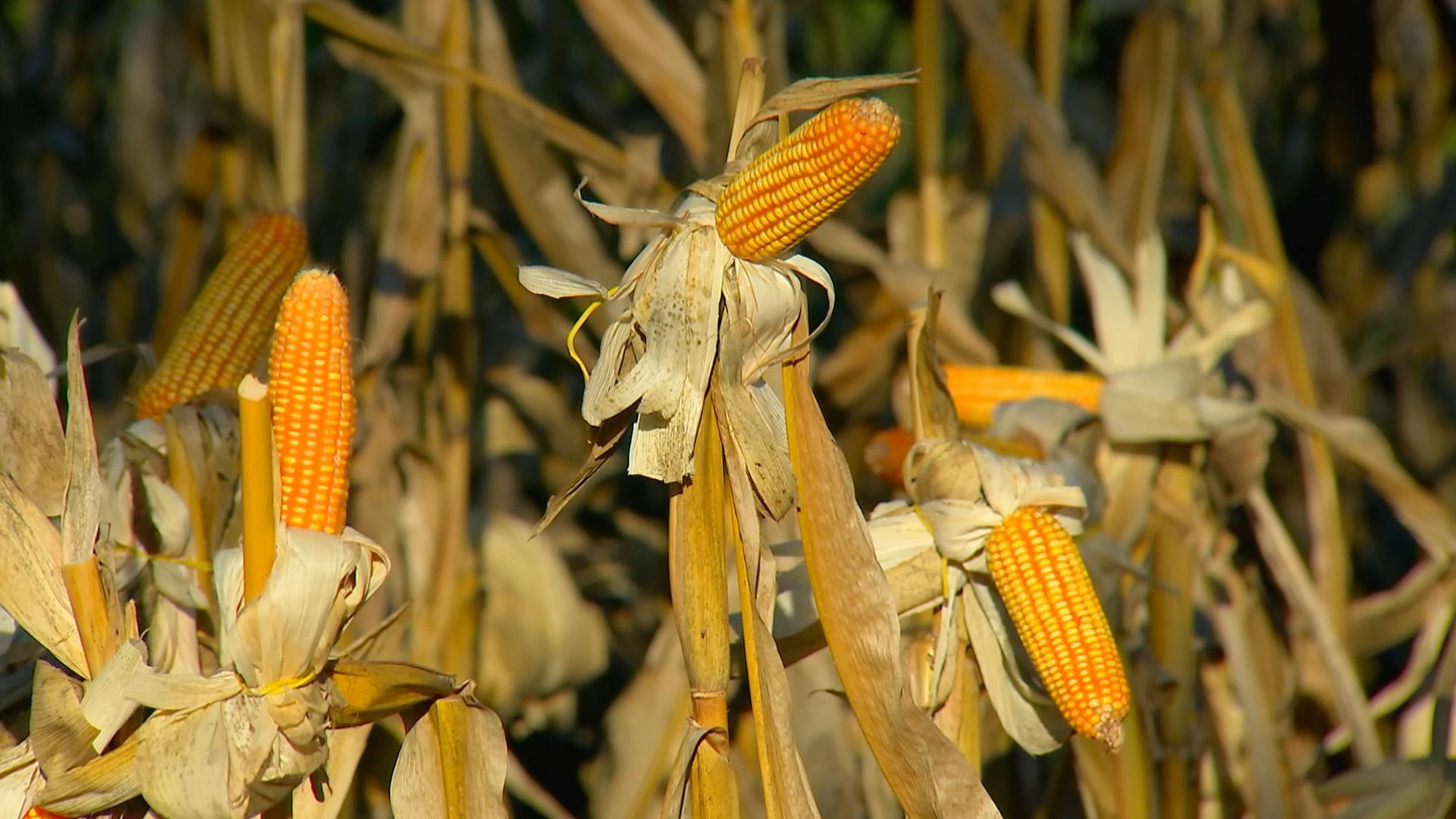 Pequenos agricultores recebem ajuda para produzir mais milho