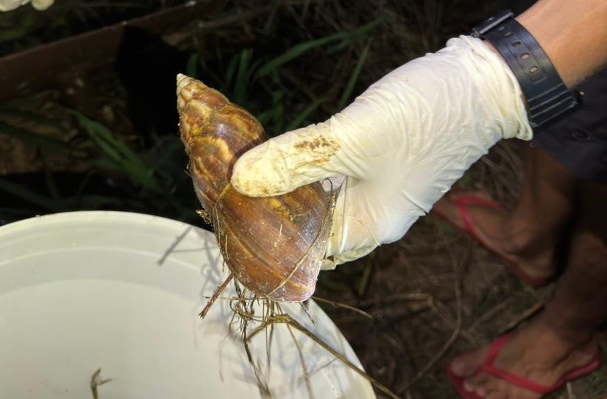 Mutirão de combate ao caramujo-gigante-africano recolhe mais de 23 quilos do animal em Fernando de Noronha