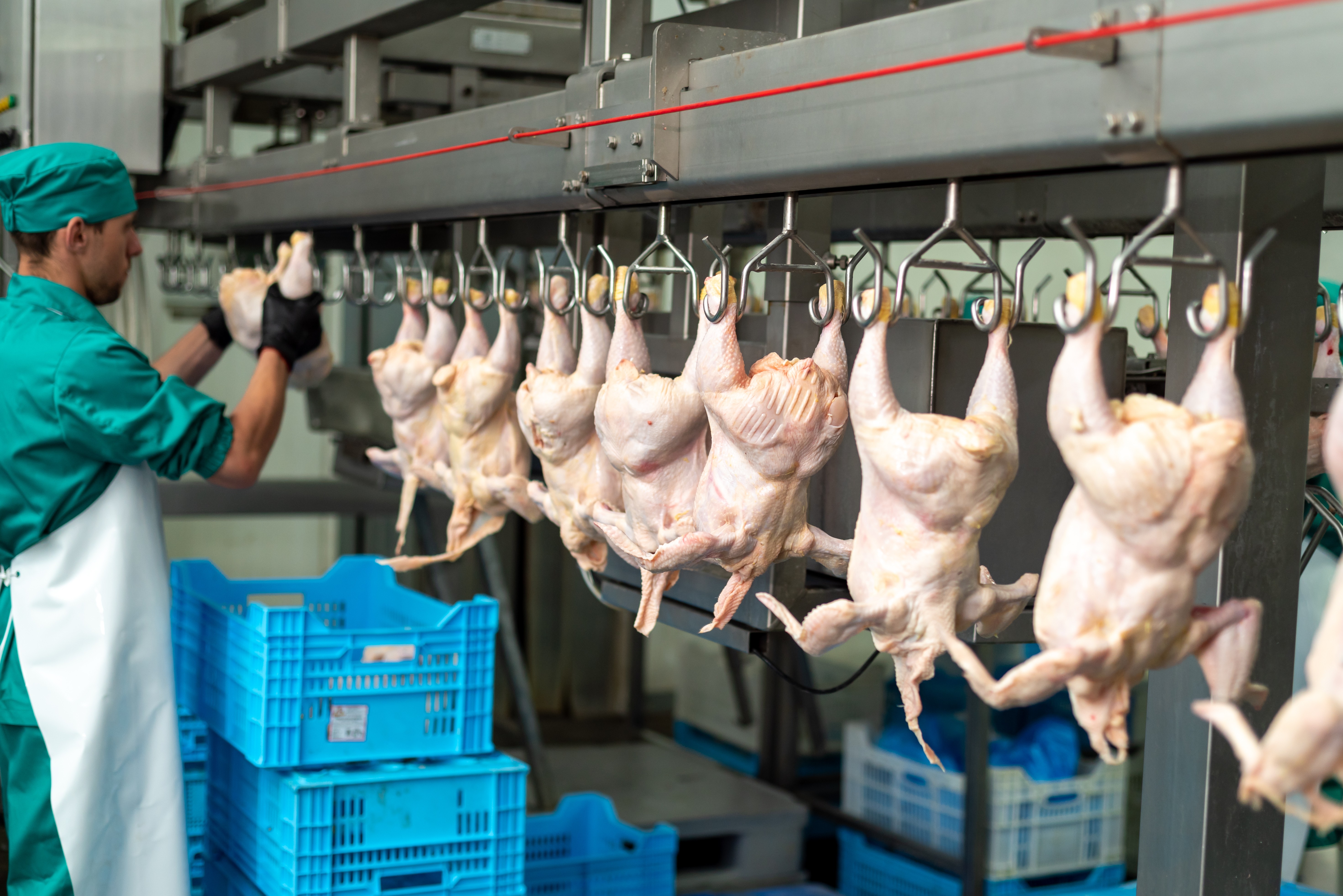 Como a tecnologia fortalece a proteína animal brasileira no mercado mundial