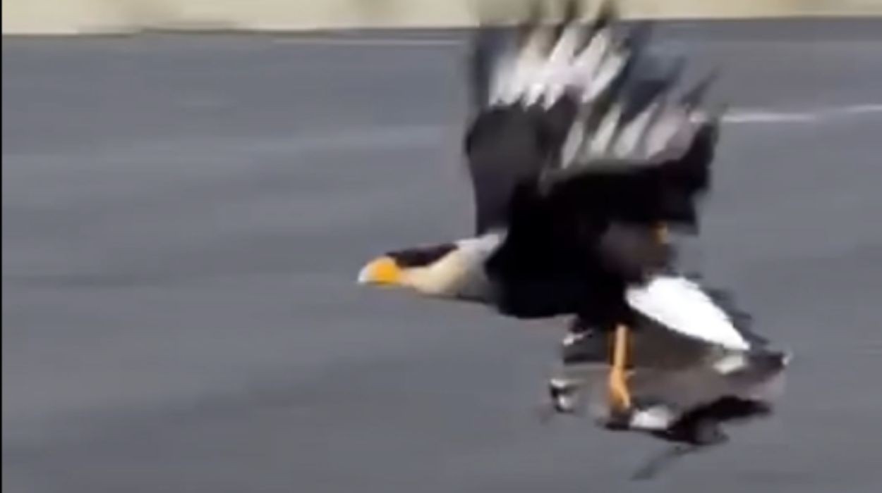 'Foi rápido', diz morador que filmou carcará com quero-quero nas garras; veja