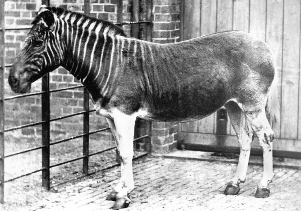 Um quaga fêmea no Zoológico de Londres, em foto de 1870. — Foto: Wikemedia/Domínio Público