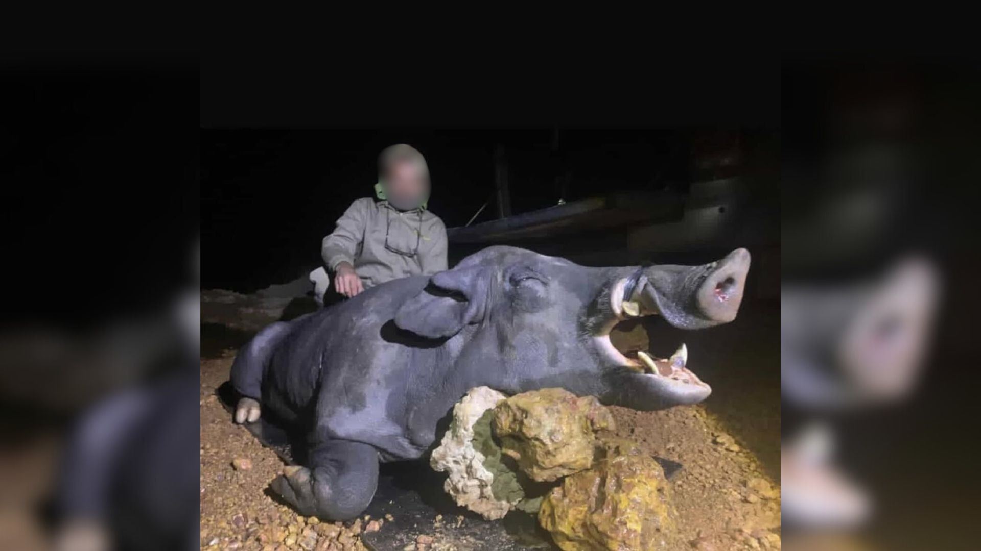 Grupo de caçadores com cães e espingarda abate 'javali gigante' em fazenda de MG