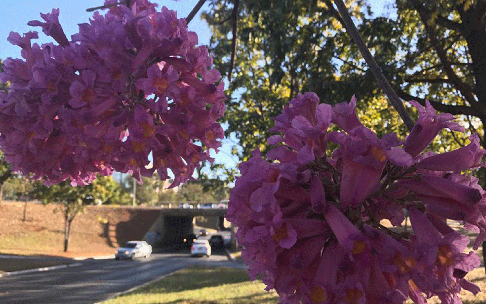 Ipê roxo floresce na Asa Norte, em Brasília — Foto: Neila Almeida/G1