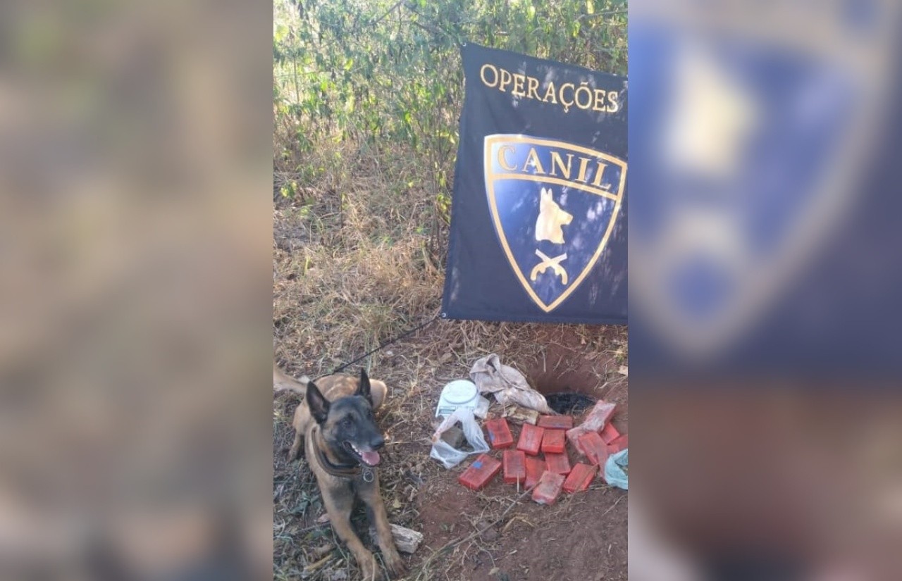 'Cãopanheiro' policial é homenageado em velório por agentes após morrer de câncer: 'Legado de excelência', diz tenente