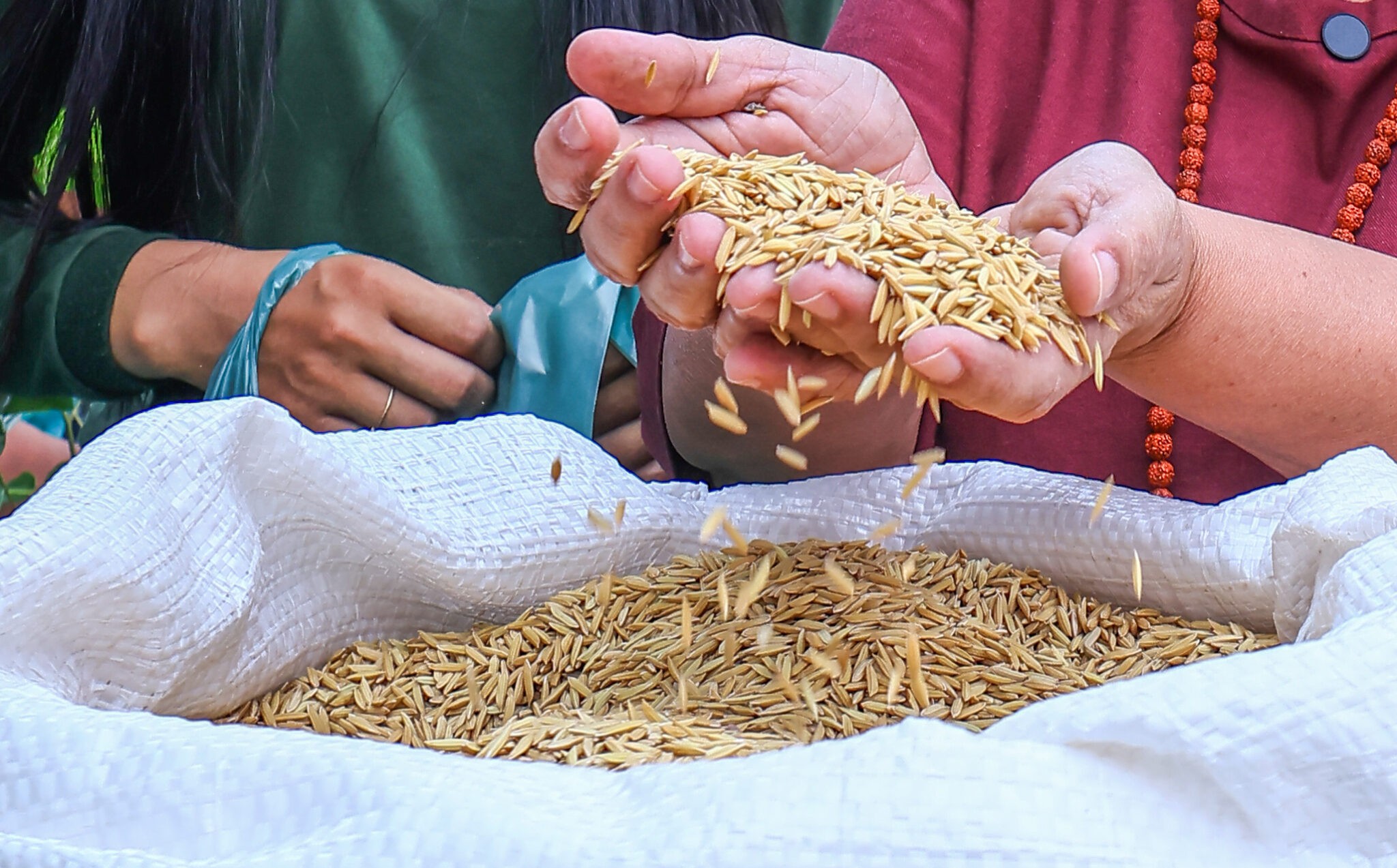 Safra agrícola do Piauí tem expectativa de recorde em 2026, aponta IBGE