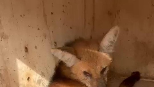 Ameaçado de extinção, lobo-guará é resgatado após atropelamento em rodovia vicinal em Teodoro Sampaio - Animal foi encaminhado a uma entidade, em Assis (SP), para recuperação.