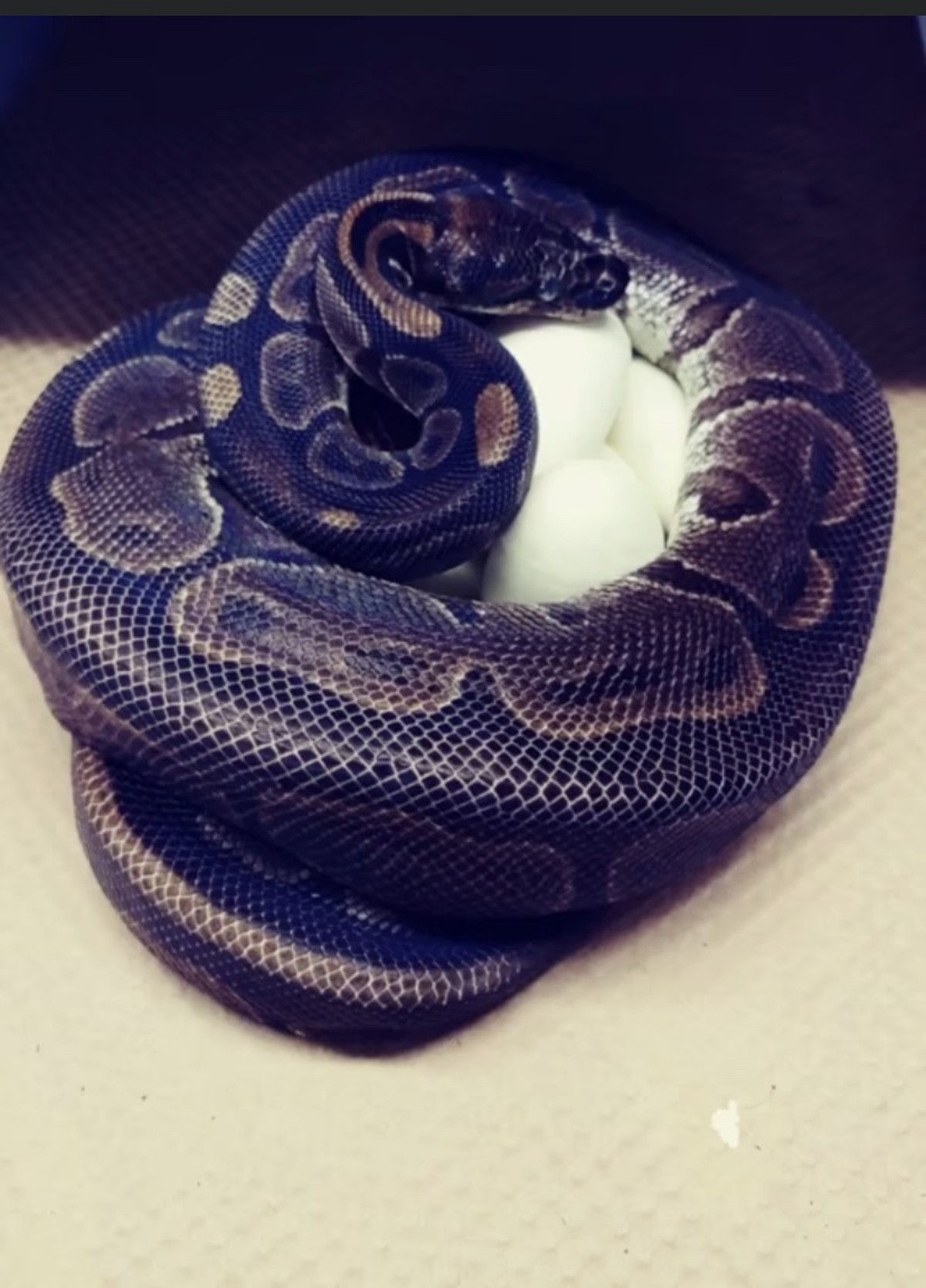 Cobra p ton de 62 anos bota ovos mesmo sem ter contato com machos