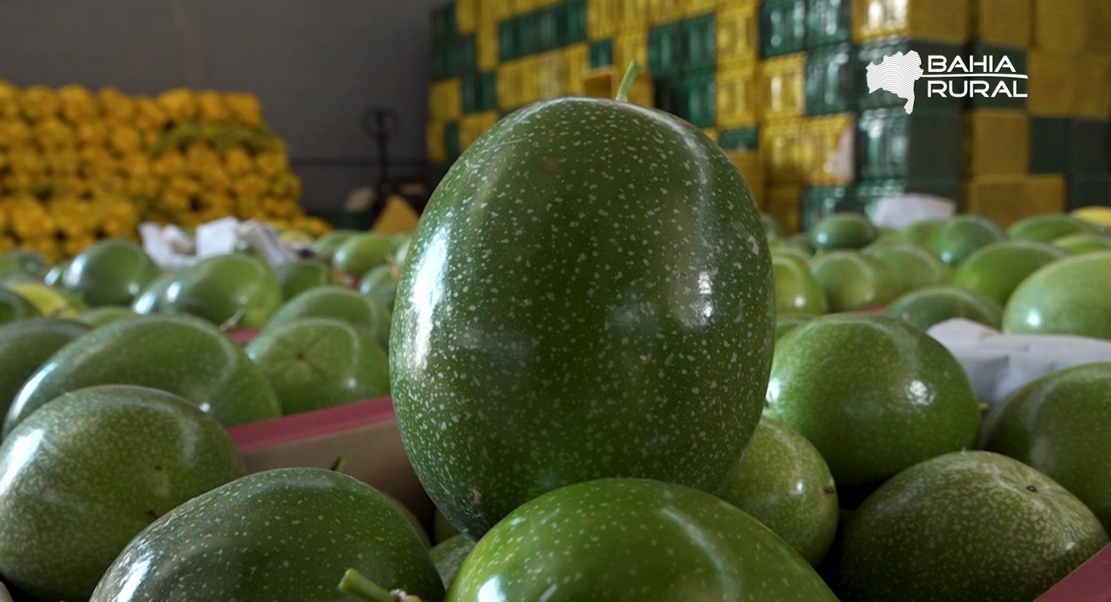 Vídeos do g1 e TV Bahia - domingo, 2 de novembro de 2025