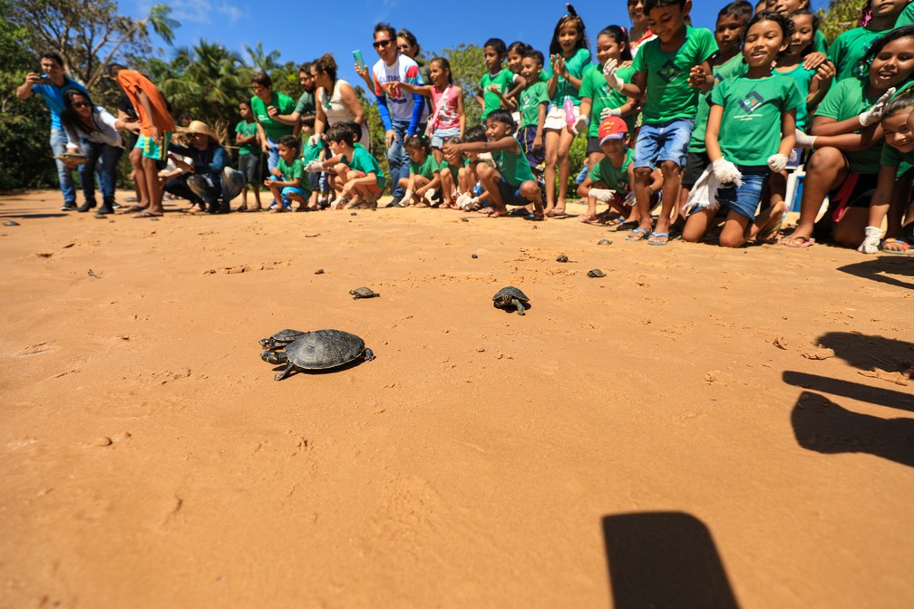 Crianças participaram da soltura de filhotes de quelônios em ilha de Belém   — Foto: Joyce Ferreira/Prefeitura de Belém 