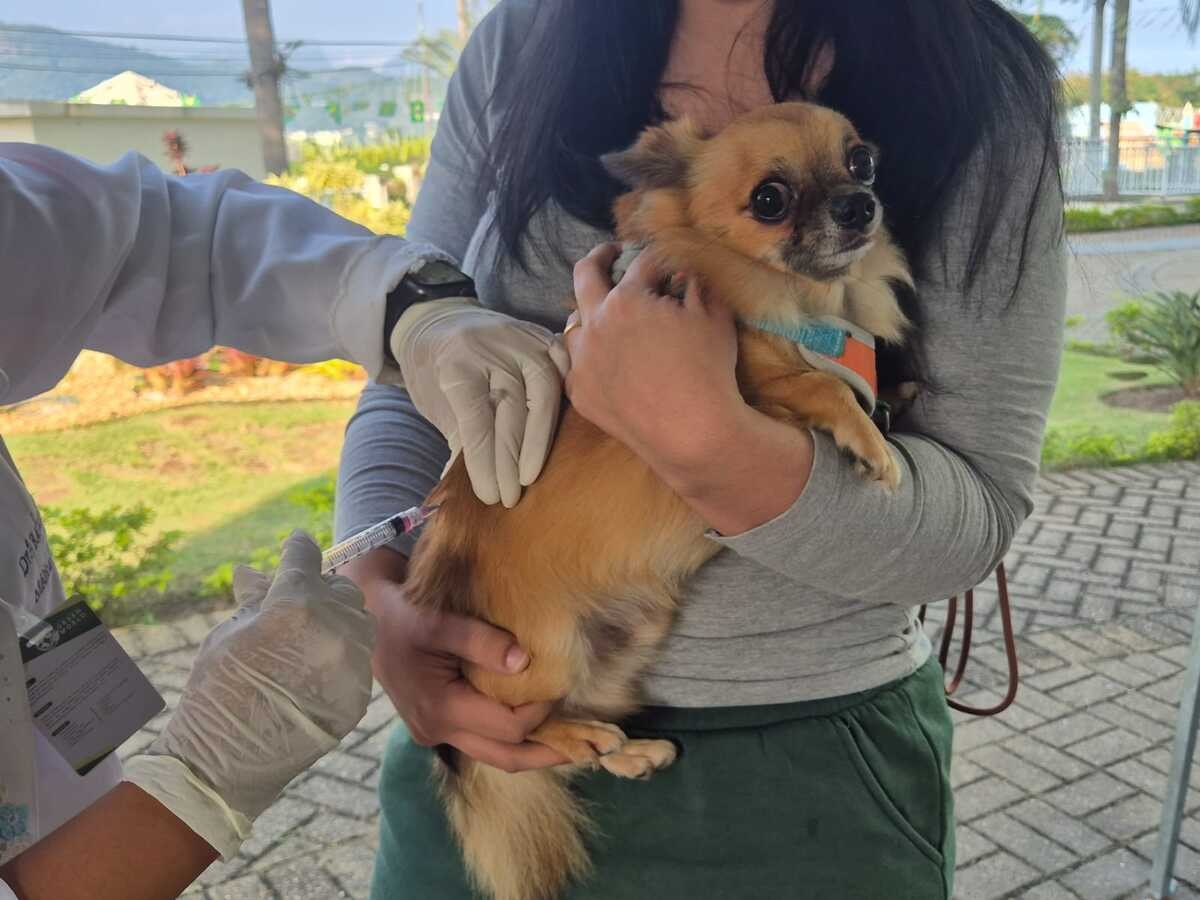 Quatis e Pinheiral recebem campanha gratuita de vacinação para cães e gatos no domingo (12)