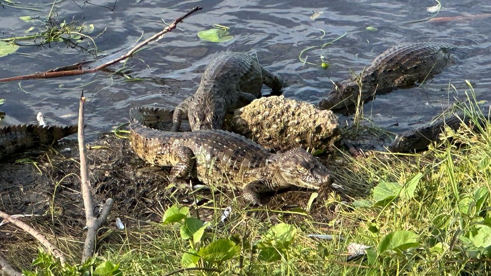 Jacarés em lago em Maracajaú, no litoral do Rio Grande do Norte — Foto: Kleber Teixeira/Inter TV Cabugi