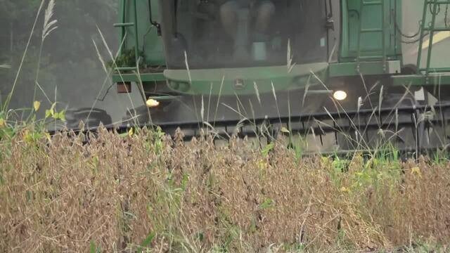 Produtores de soja contabilizam prejuízos da safra no Paraná