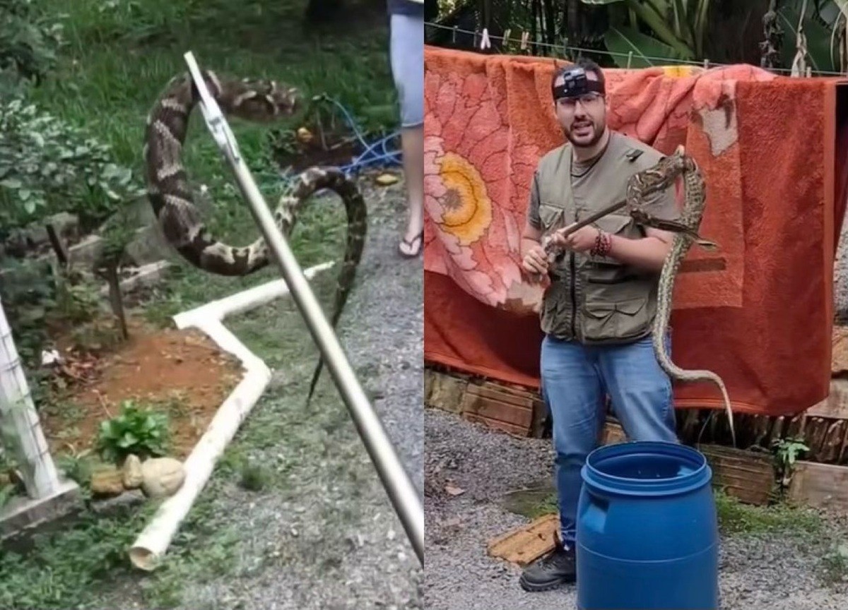 Jararaca de 1,20 metro 'descansa' em quintal de casa, e biólogo grava resgate em SC; VÍDEO
