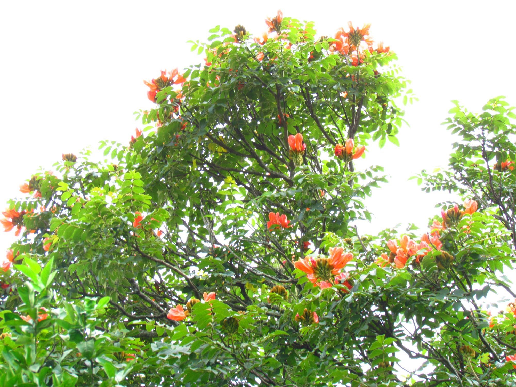 SC vai multar em R$ 1 mil quem plantar árvore com flor tóxica e letal