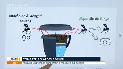 Pesquisa usa fungos para combater Aedes Aegypti