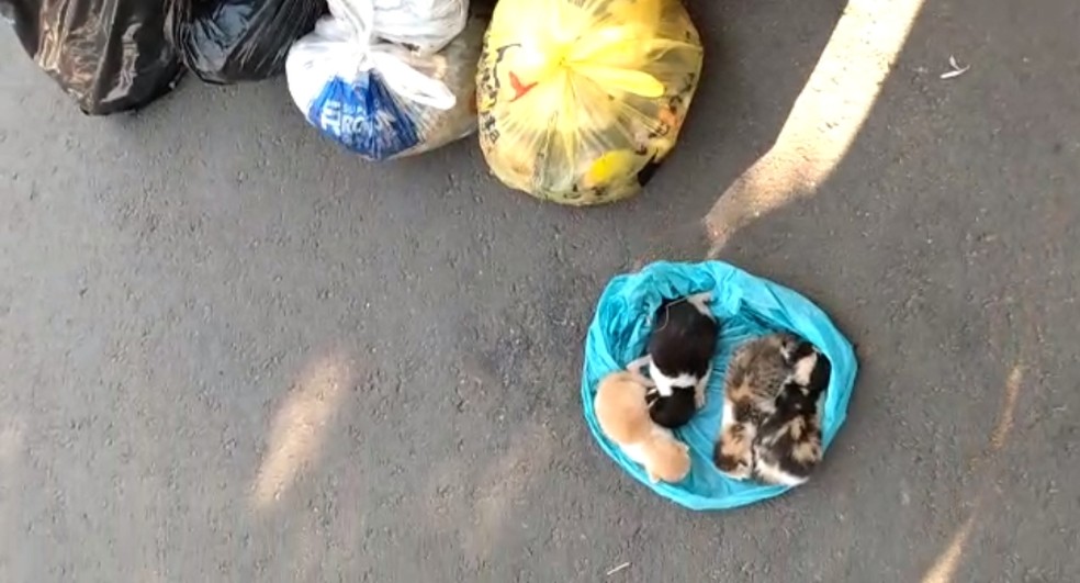 Gatos recém-nascidos são encontrados no lixo em Matinhos; polícia investiga, Paraná