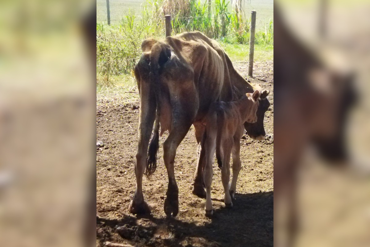 Bezerro e vaca com pata amputada são encontrados desnutridos em Teodoro Sampaio 