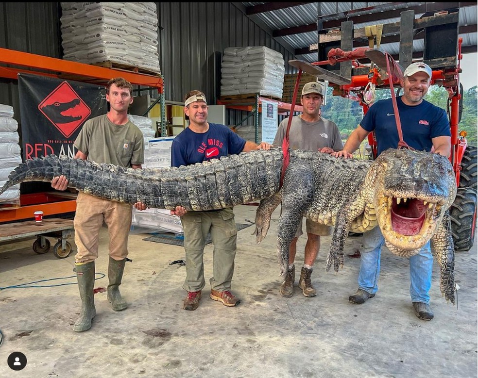 Grupo de caçadores com jacaré de 1,8 tonelada, no estado do Mississippi — Foto: Reprodução/@Red Antler Processing