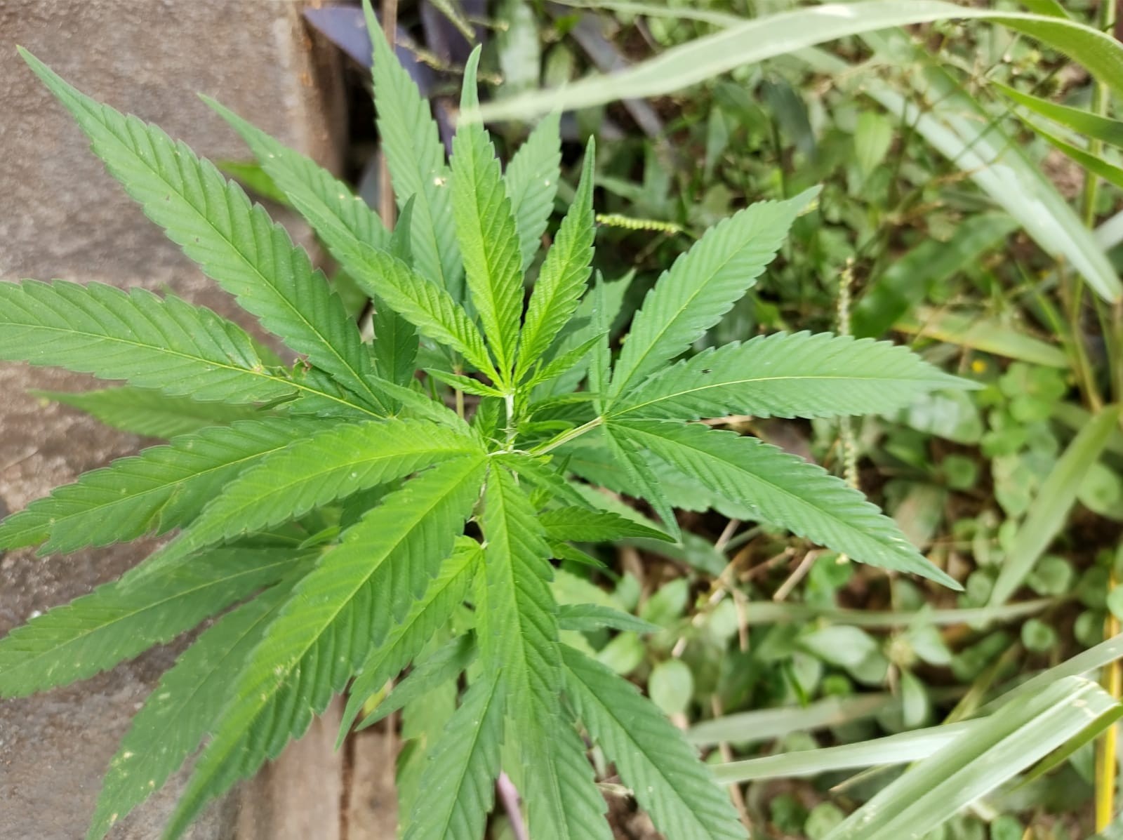 PM destrói plantação com cerca de 3 mil pés de maconha dentro de mata em Nova Esperança do Piriá
