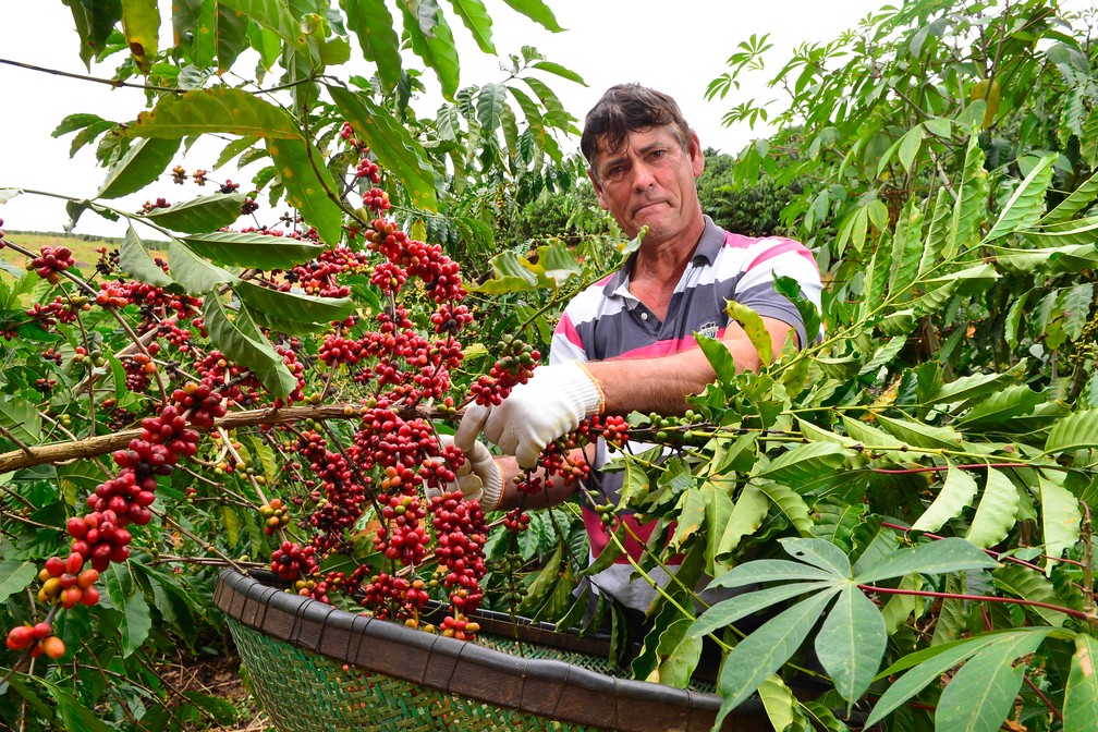 Rio Bananal realiza primeiro concurso de qualidade de café conilon -  Revista Negócio Rural