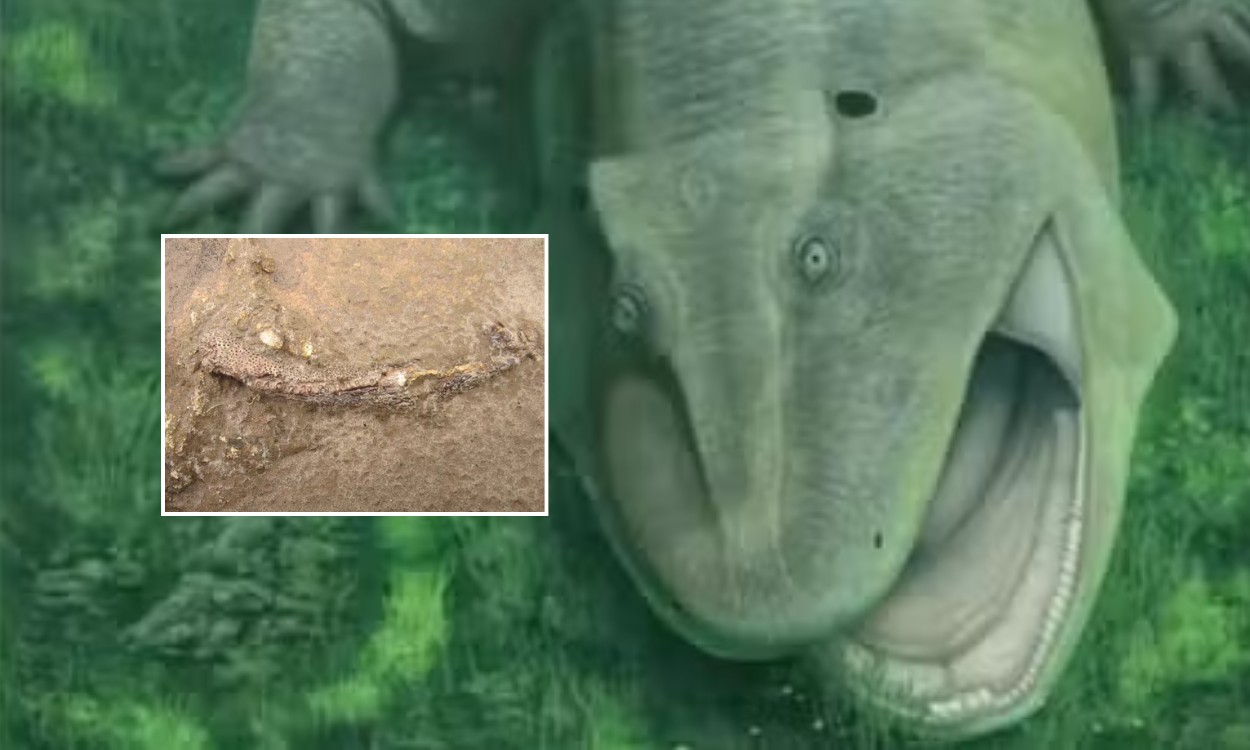 'Fóssil vivo' de 275 milhões de anos com mandíbula de 'ralador' é descoberto no Brasil