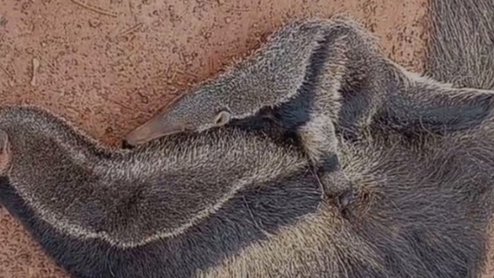 Filhote de tamanduá é resgatado abraçado à mãe morta em estrada no interior de MG