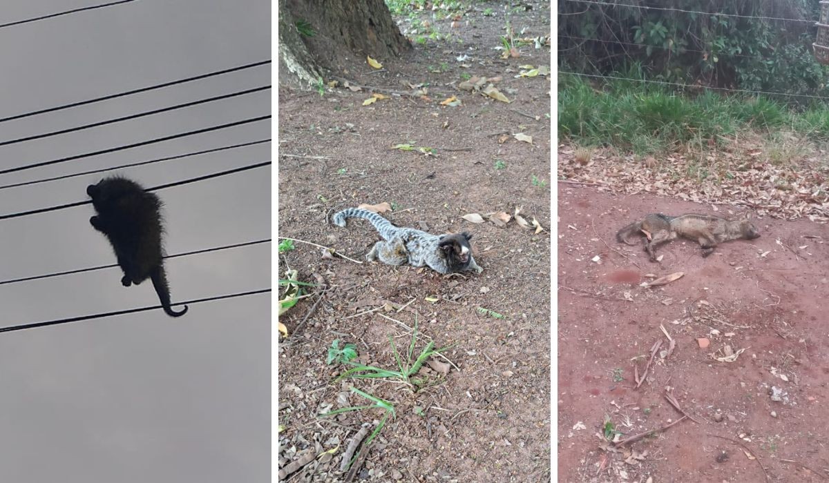 Após atropelamentos, moradores instalam 'ponte' para salvar animais em São Carlos
