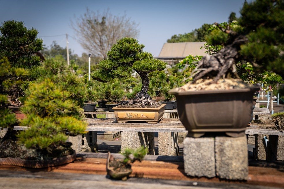 Bonsais podem viver por centenas de anos — Foto: Fabio Tito/g1