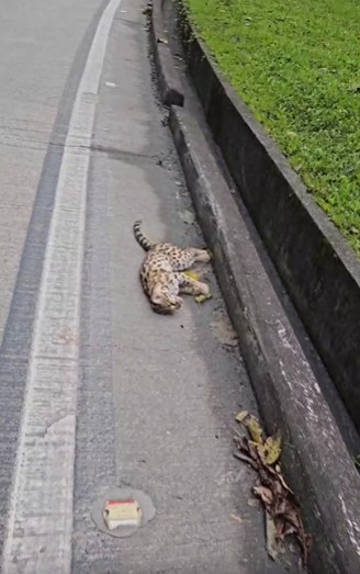 Gato-do-mato morre atropelado na Serra de Guapimirim, no RJ 