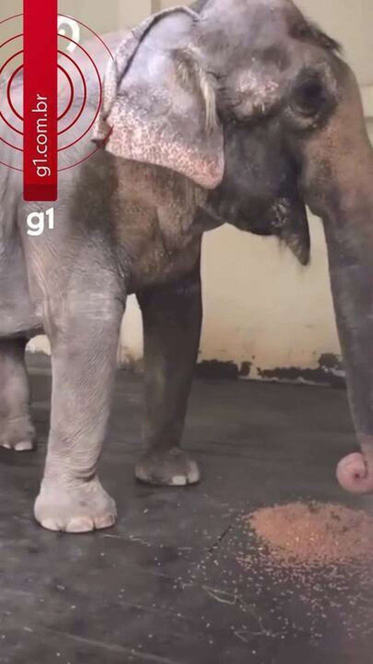 Elefanta Baby chega a santuário em MT após dois anos de espera desde fechamento de zoológico