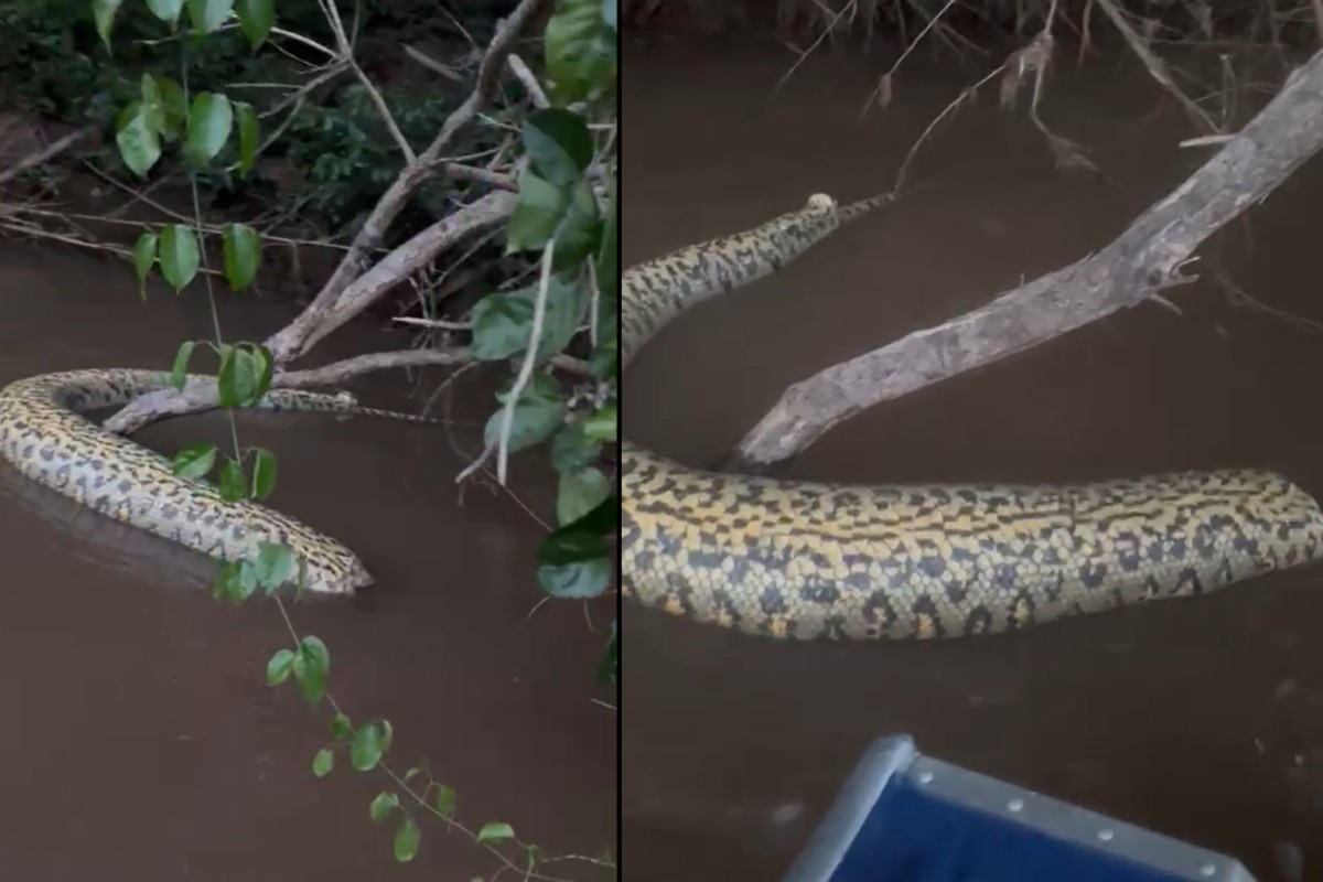 Sucuri é encontrada morta sem cabeça e com sinais de agressão em rio de Bonito; vídeo