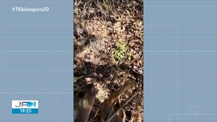 Animal silvestre é atropelado na TO-040