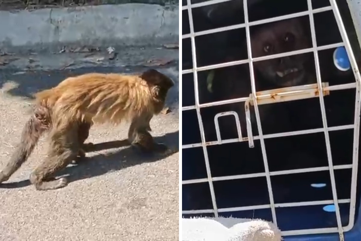 Macaco-prego ferido é resgatado pela Guarda Municipal em Americana