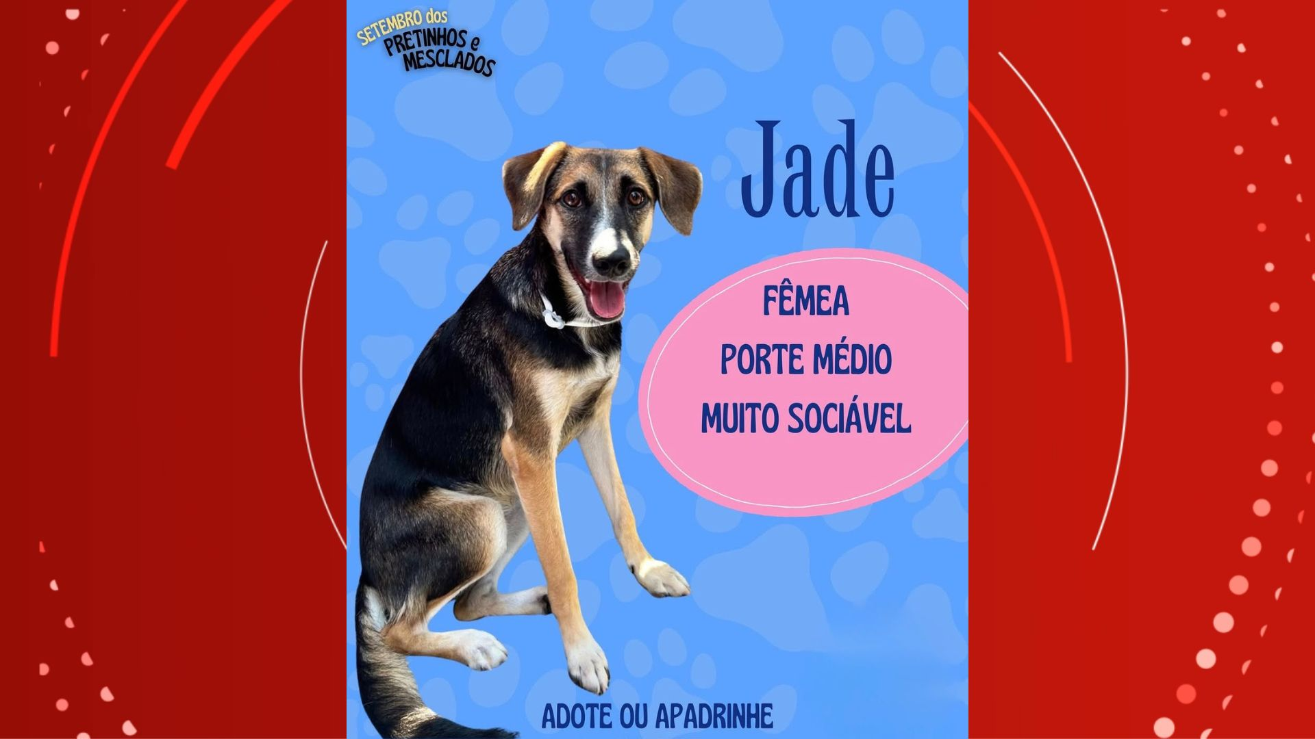 Campanha incentiva adoção de cães resgatados no Amapá