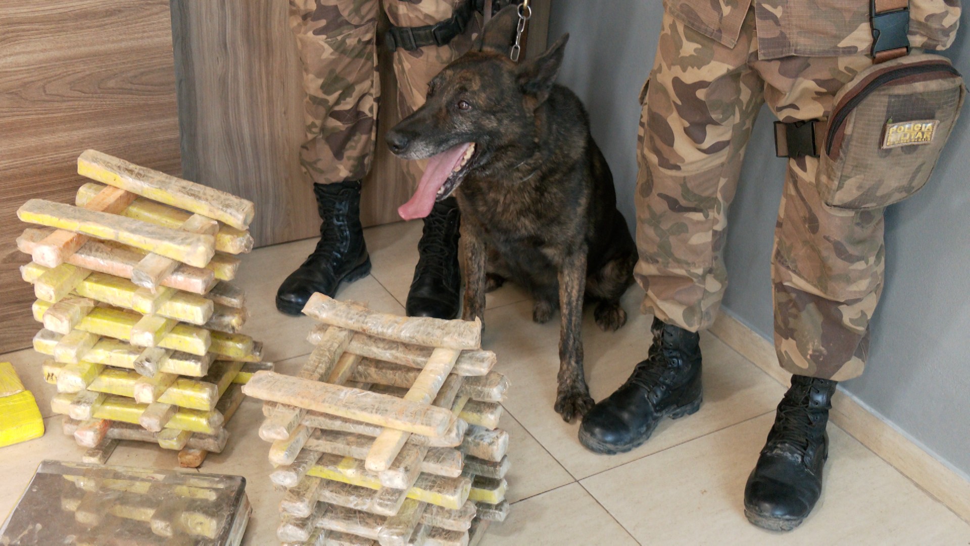 VÍDEO: Cão farejador encontra mais de 240 barras de maconha enterradas em Divinópolis 