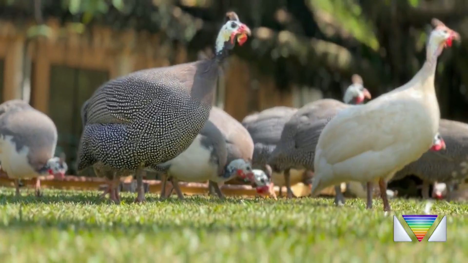 100 anos do Vicentina Aranha: galinhas d'angola fazem parte da história do parque