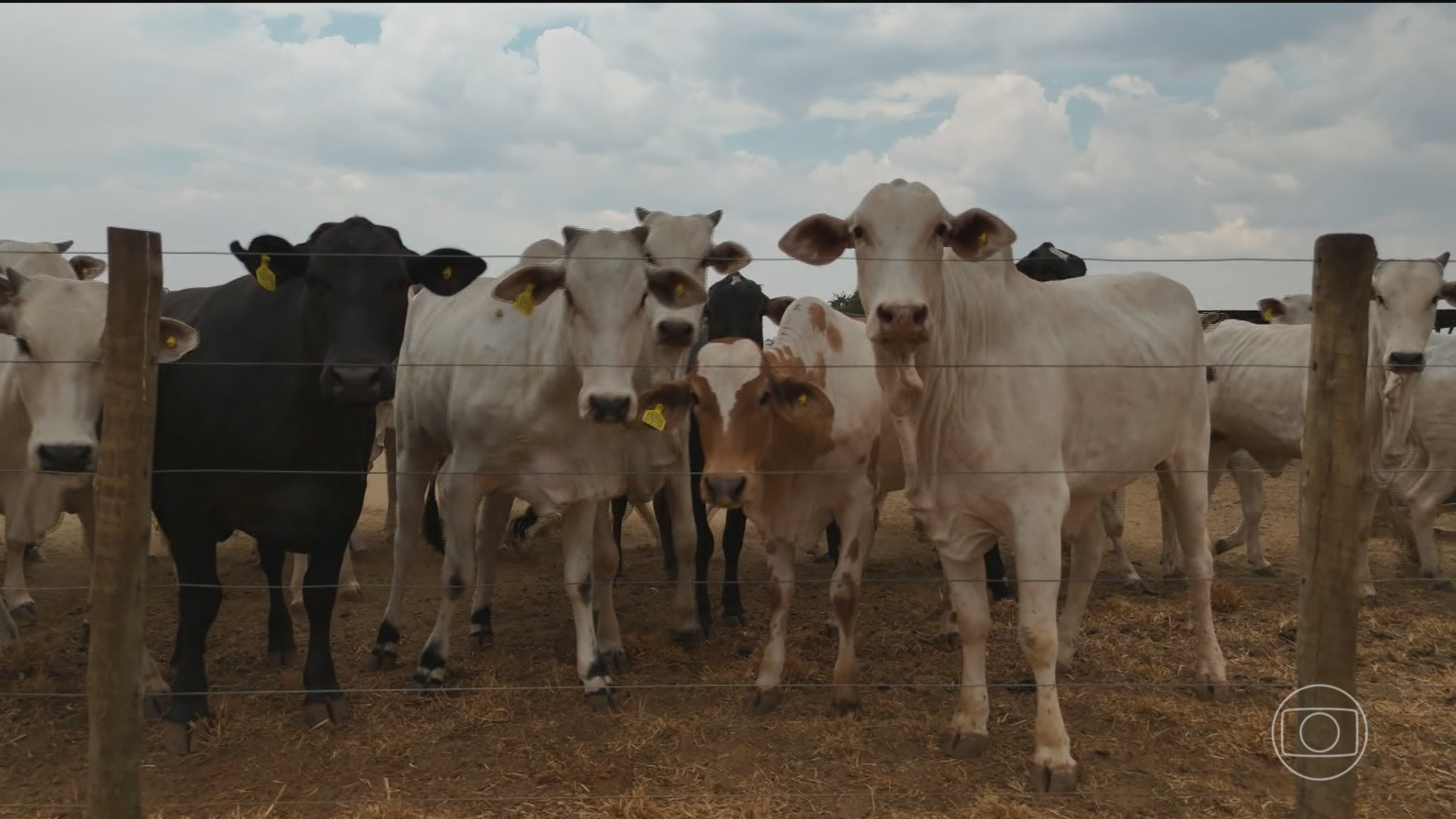 União Europeia proíbe a importação de carne brasileira; entenda