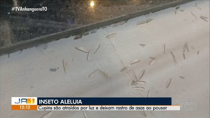 Insetos conhecidos como aleluias aparecem com a chegada das chuvas