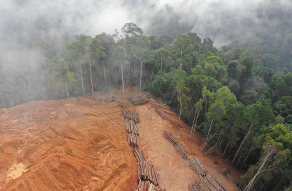 Trabalhador de cooperativa sumiu durante serviço na Floresta Amazônica — Foto: TRT-MT/reprodução