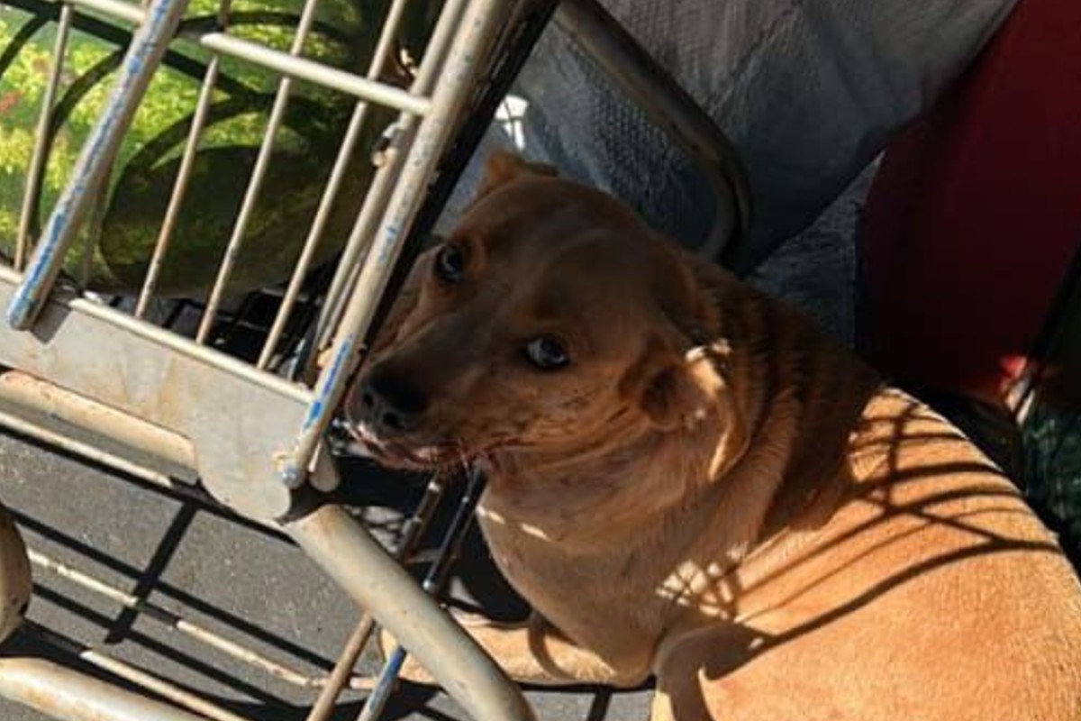 Cachorro tem pele do rabo arrancada e é achado em frente a mercado de MS; polícia apura maus-tratos