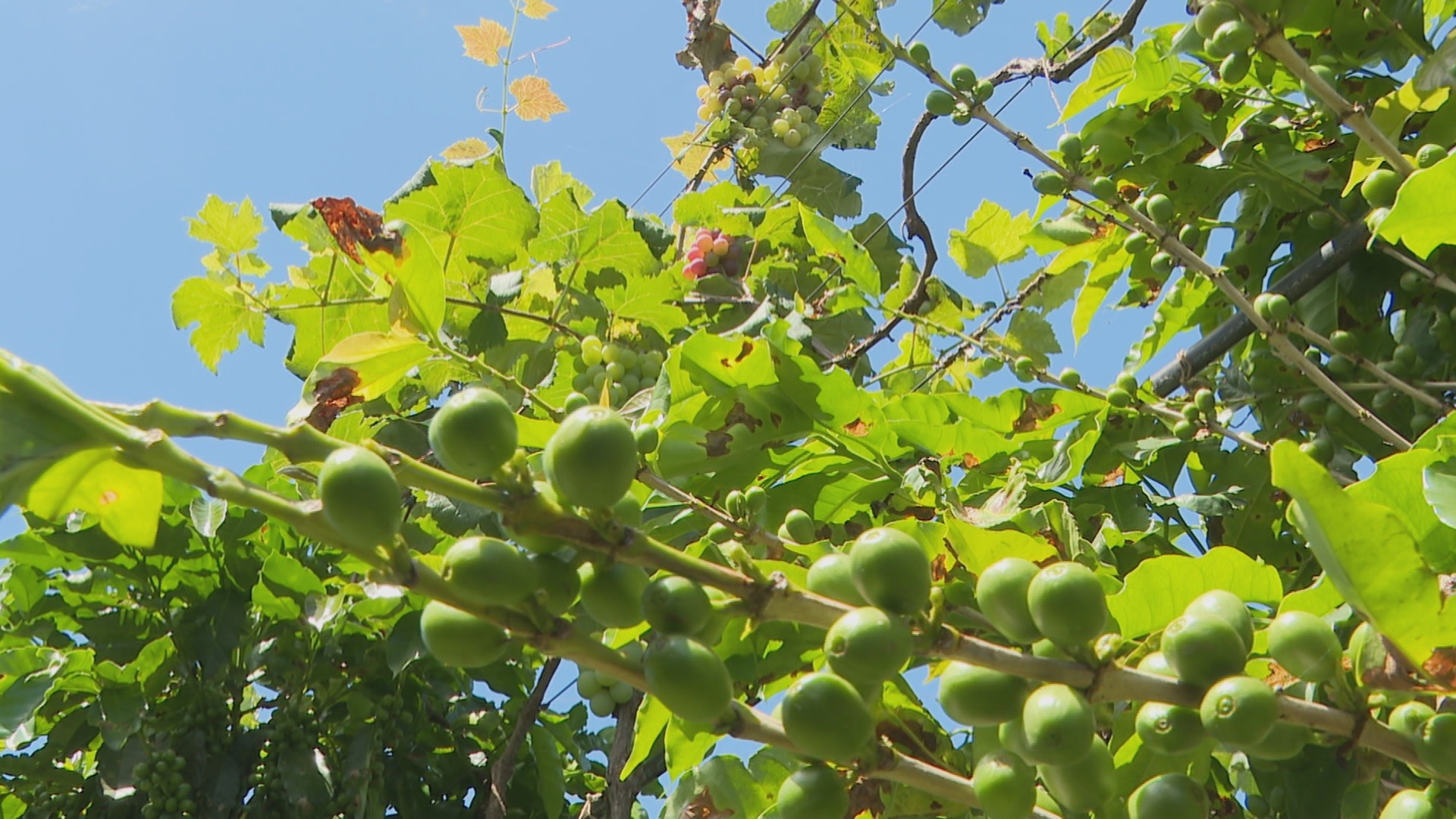 Vinho com aroma de café: produtor do Paraná inova ao juntar as duas culturas