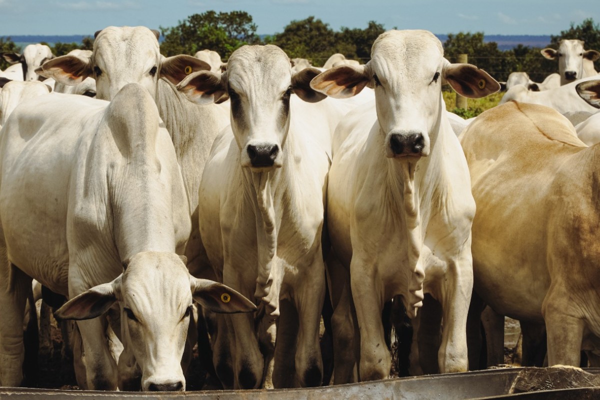 Entenda por que países asiáticos compram pênis bovino de MT