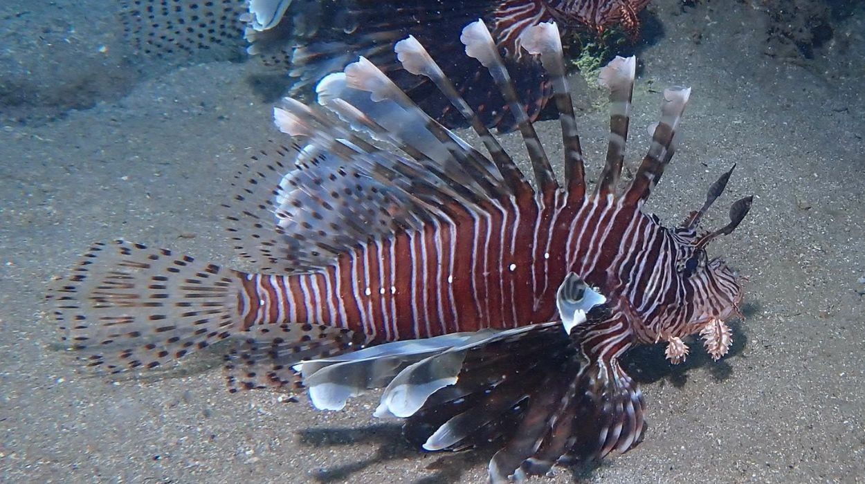 Mais de 50 peixes-leão são capturados no litoral da Paraíba, aponta ...