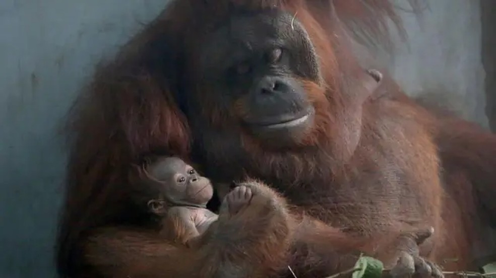 Todas as espécies de mamíferos e boa parte das aves nascem com um alto grau de indefesa e precisam de cuidados. — Foto: GETTY IMAGES via BBC
