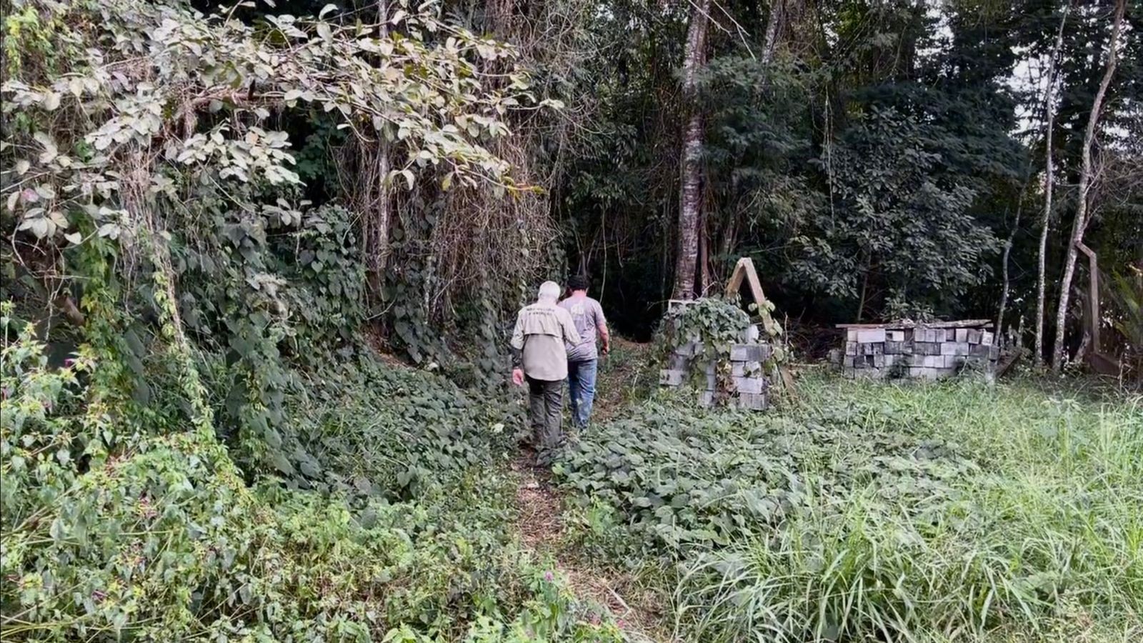 Fêmea de muriqui-do-norte sai de reserva e mobiliza operação de resgate em MG