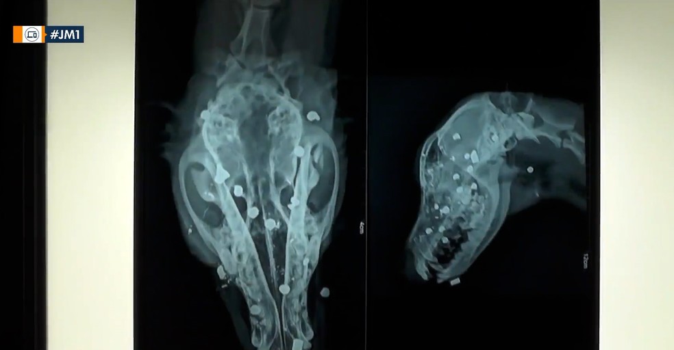 Cachorro foi atingido na cabeça com caroços de chumbo, em Bacabal — Foto: Reprodução/Redes sociais