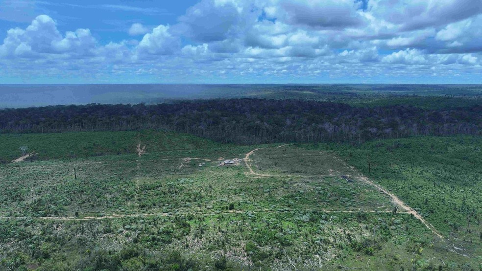 Desmatamento feito para criar área de pasto — Foto: Divulgação